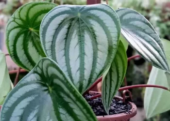 peperomia melancia