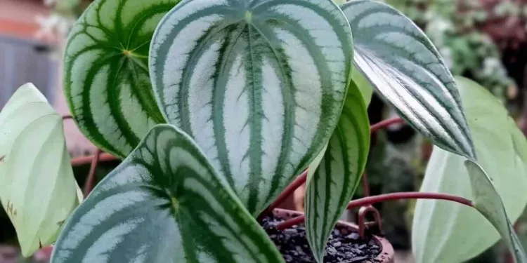 peperomia melancia