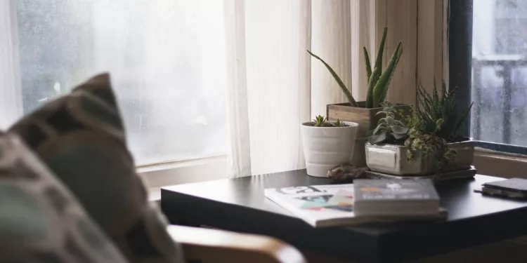 Plantas para Dentro de Casa