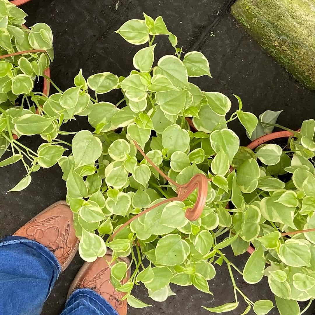 plantas pendentes peperomia Plantas Pendentes de Sombra: A Elegância Verde para Ambientes Internos