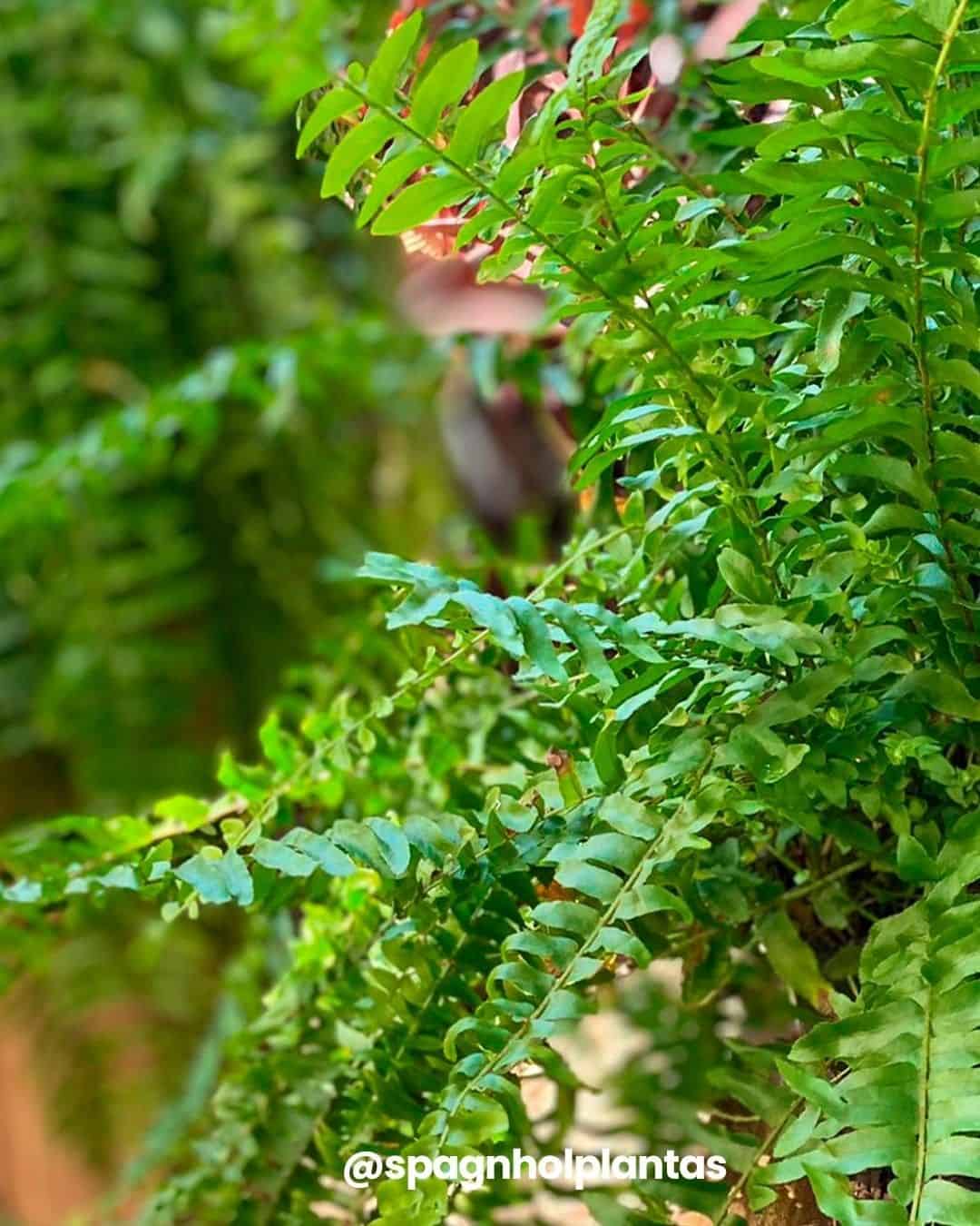 plantas pendentes samambaia americana Plantas Pendentes de Sombra: A Elegância Verde para Ambientes Internos