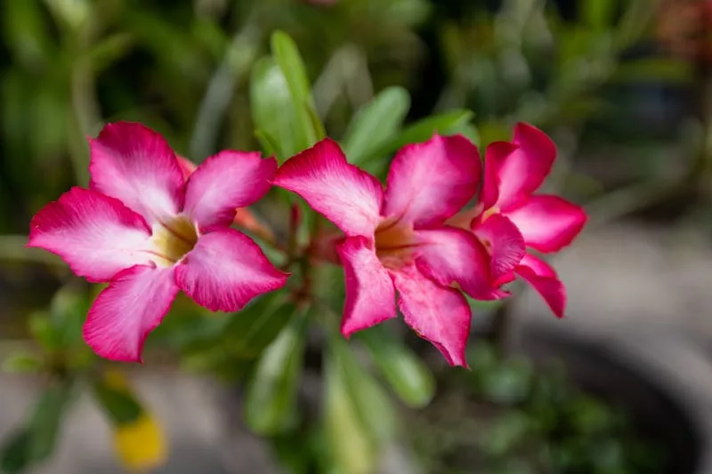 Adenium obesum - rosa do deserto