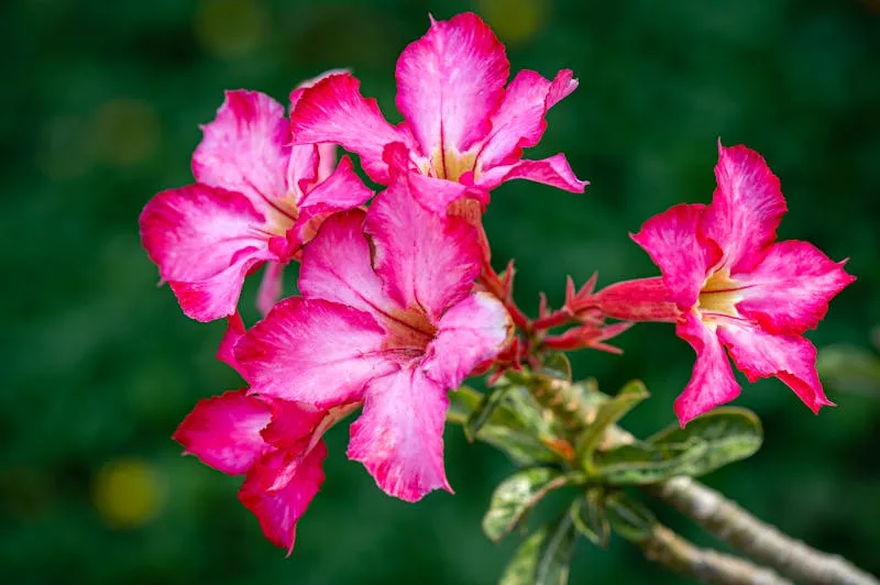 Adenium obesum - rosa do deserto