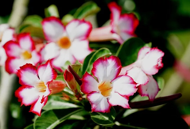 Adenium obesum - rosa do deserto