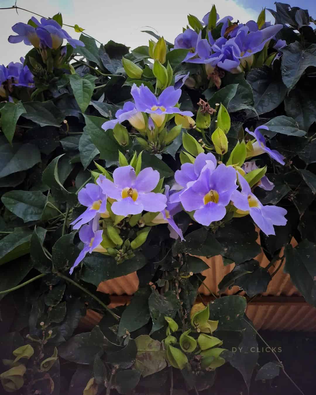 Plantas para Pergolado - thunbergia azul