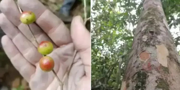 nova especie de jabuticabeira