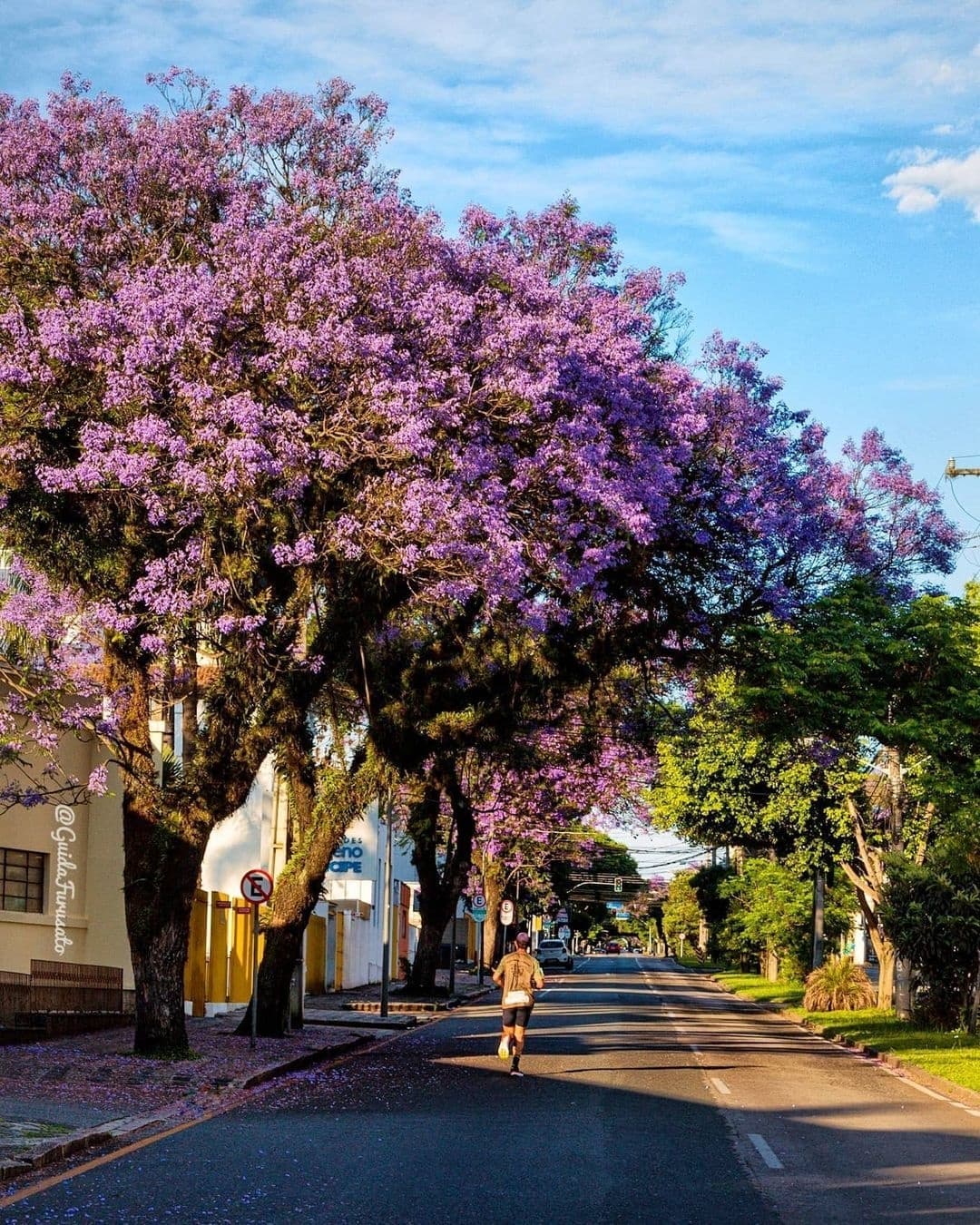 arvore calcada 2 5 arvores para calçada para compor um belo paisagismo.