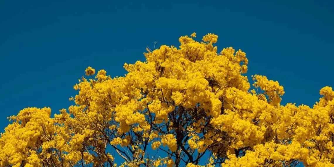 Temporada dos Ipês: Primavera no Cerrado é caracterizada por diversas floradas marcantes