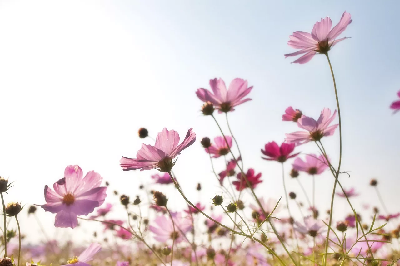  Flores que Gostam de Sol - cosmos