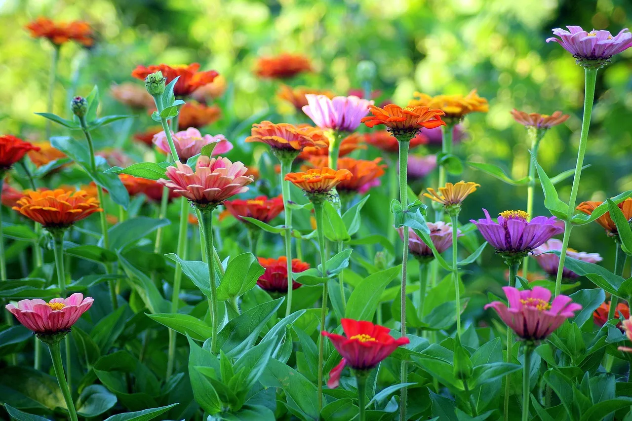  Flores que Gostam de Sol - zinia