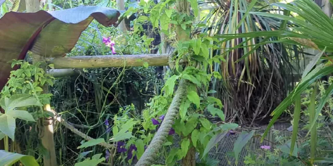 Homem transforma jardim suburbano em oásis tropical completo com animais exóticos