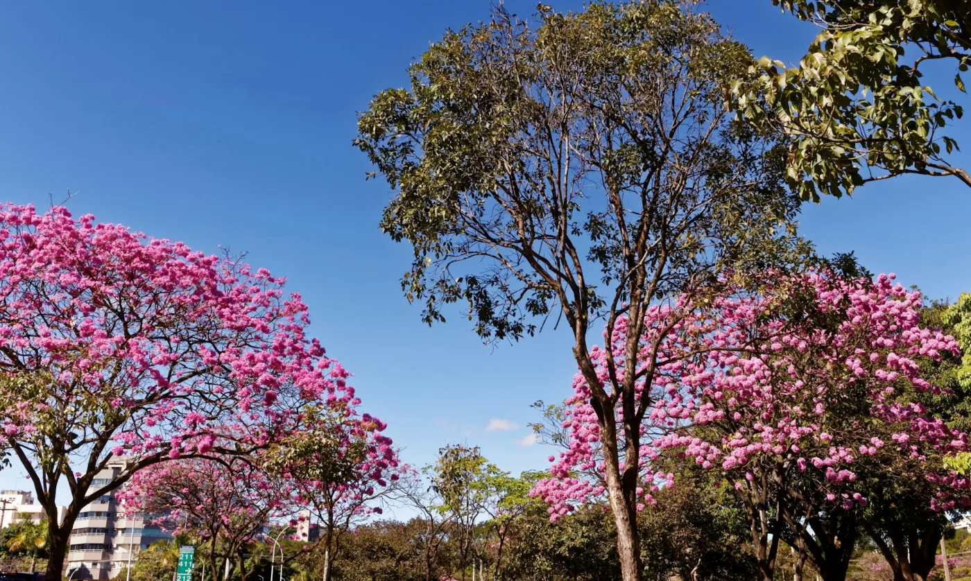 marcos pena jr uerG4tqsYYI unsplash Temporada dos Ipês: Primavera no Cerrado é caracterizada por diversas floradas marcantes