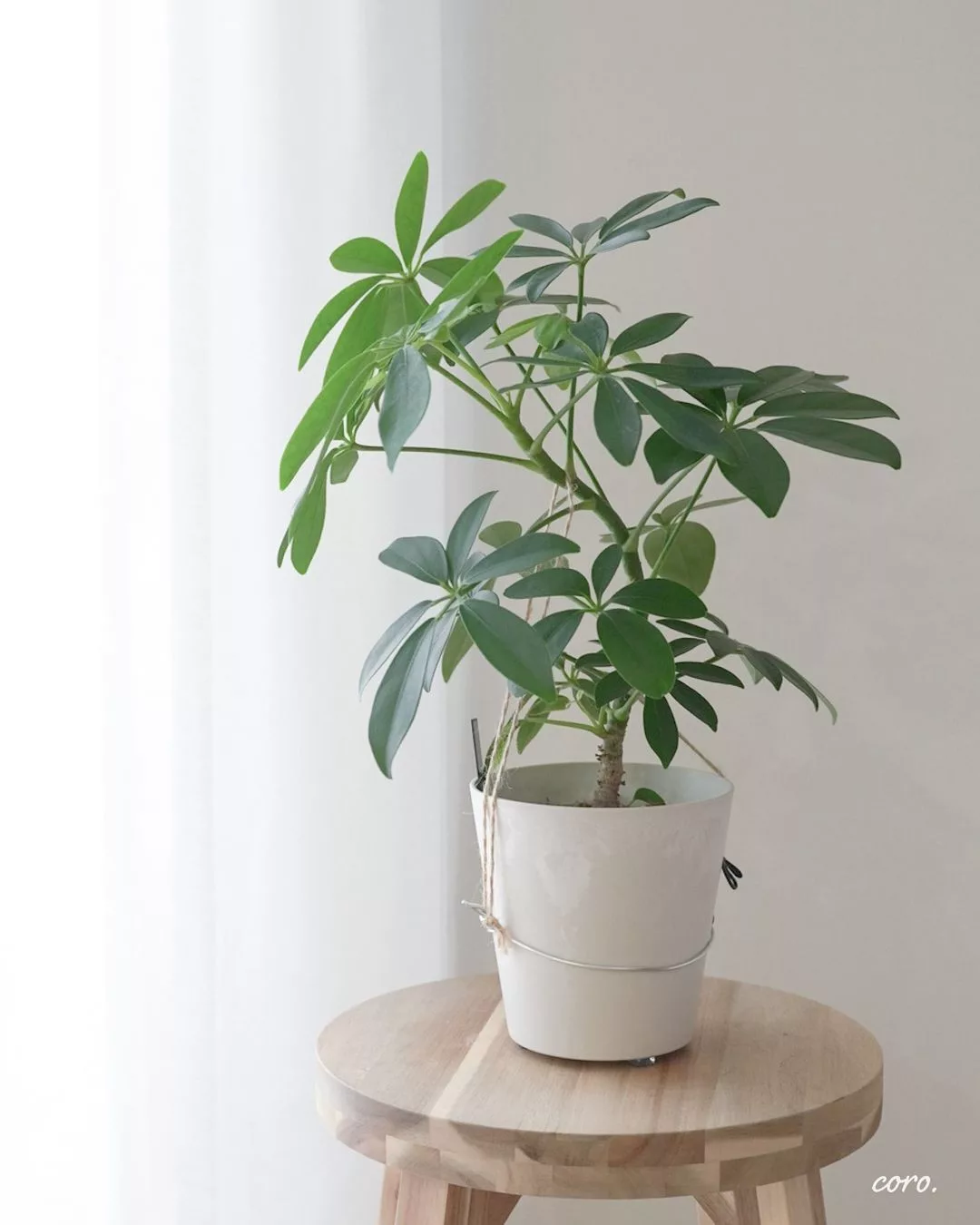 8 Plantas Grandes para Decorar a Sala de Estar e Transformar o Ambiente