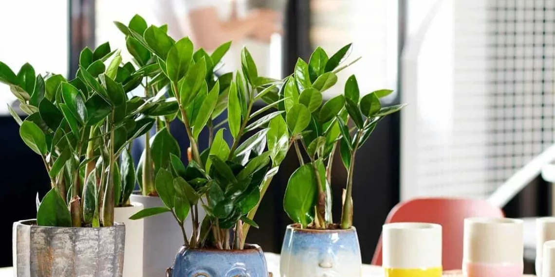 Planta zamioculca