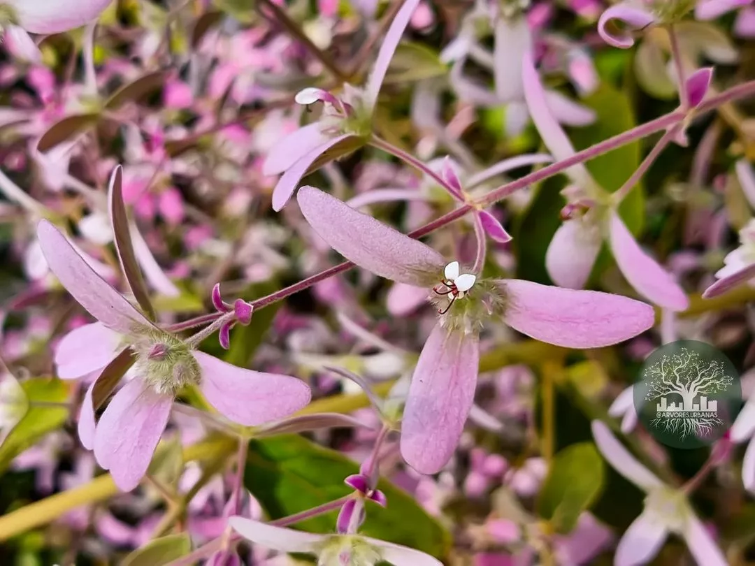 Congea Tomentosa - congeia