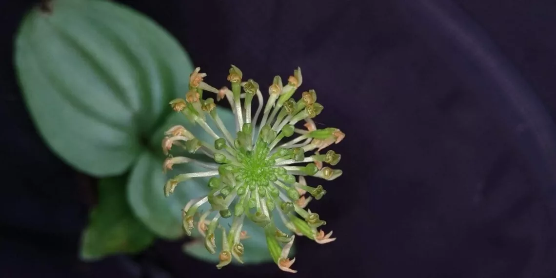 Descoberta Inédita: Nova Espécie de Orquídea Malaxis Engelsii é Encontrada no Paraná e já Enfrenta Risco de Extinção