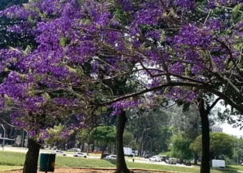 cropped-jacaranda-2.webp