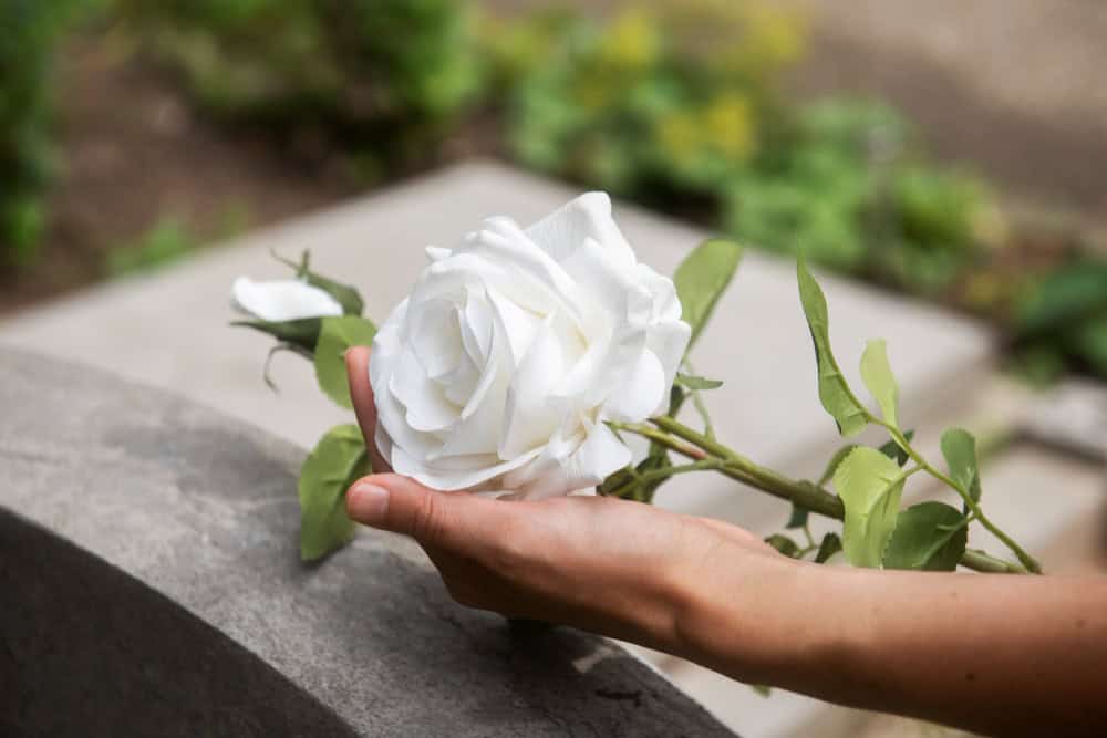 finados rosa O Significado das Flores no Dia de Finados: Homenagens de Amor e Respeito