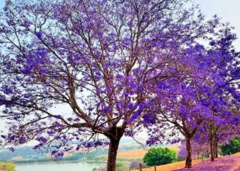 jacaranda