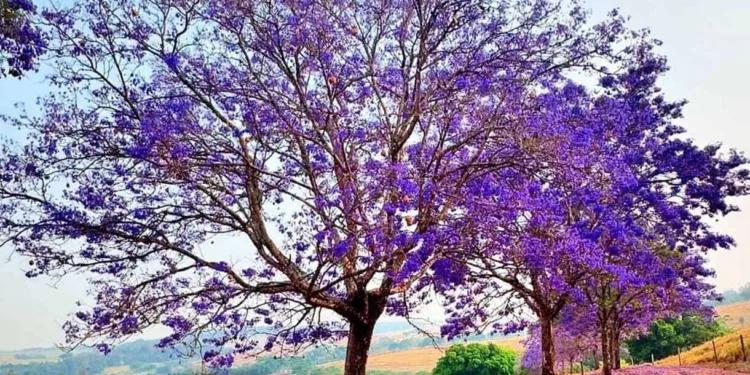 jacaranda