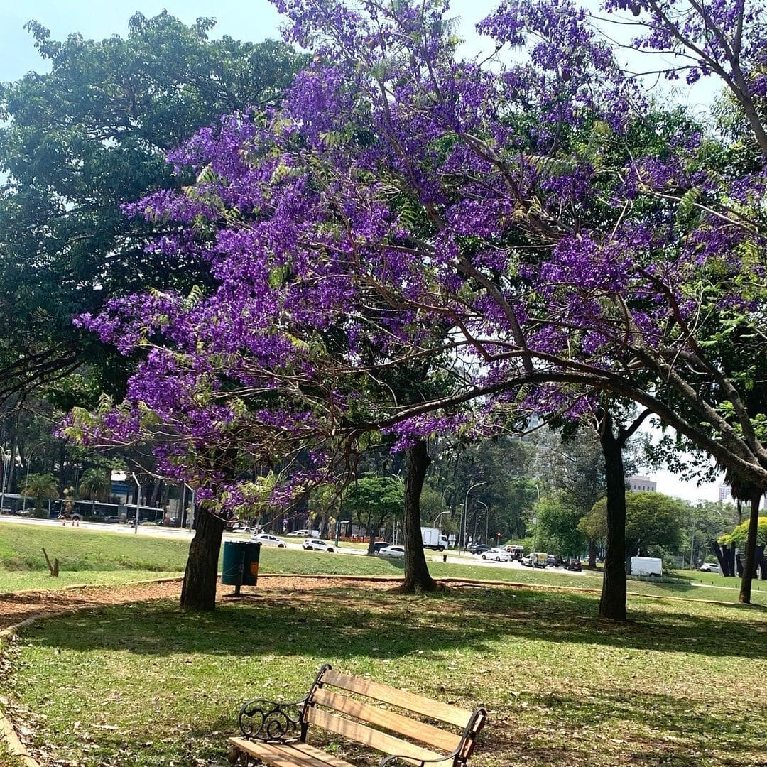 jacaranda 2 Jacarandá: A Beleza Imponente de uma Árvore Ornamental e Valiosa