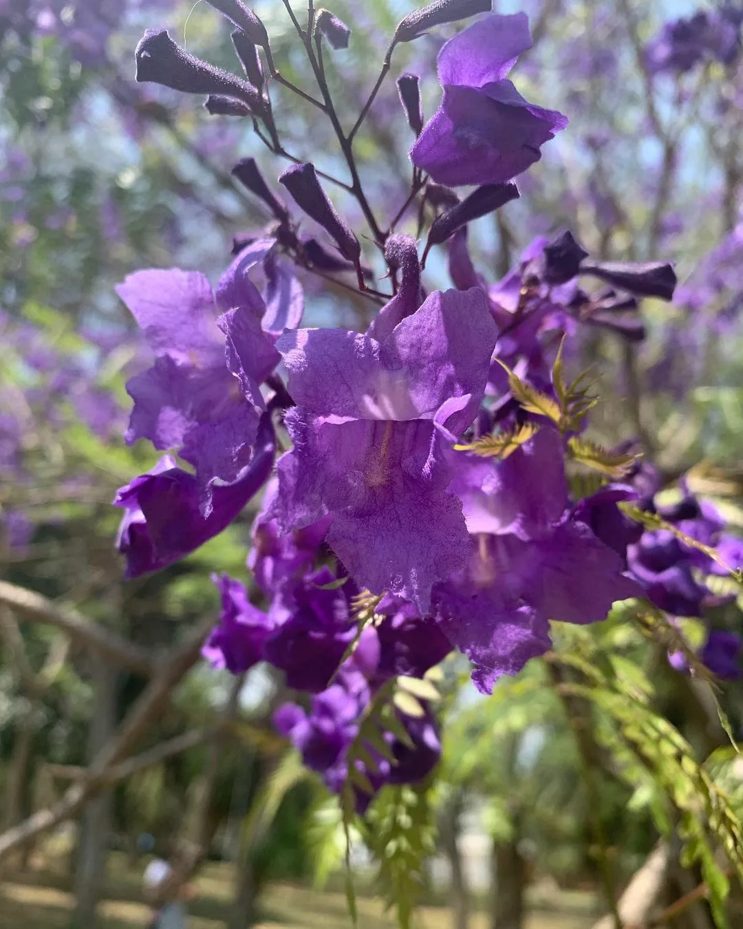 jacaranda 4 jpg Jacarandá: A Beleza Imponente de uma Árvore Ornamental e Valiosa