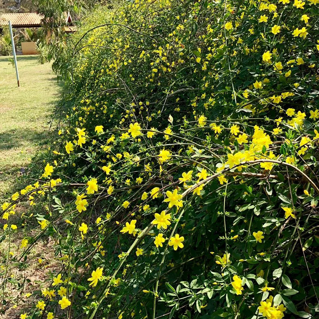 Detalhes e beneficios das plantas no paisagismo do TREVI 1 Plantas que Transformam: O Paisagismo do TREVI Batel em Harmonia com a Natureza