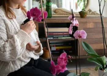 flores-em-casa-orquideas