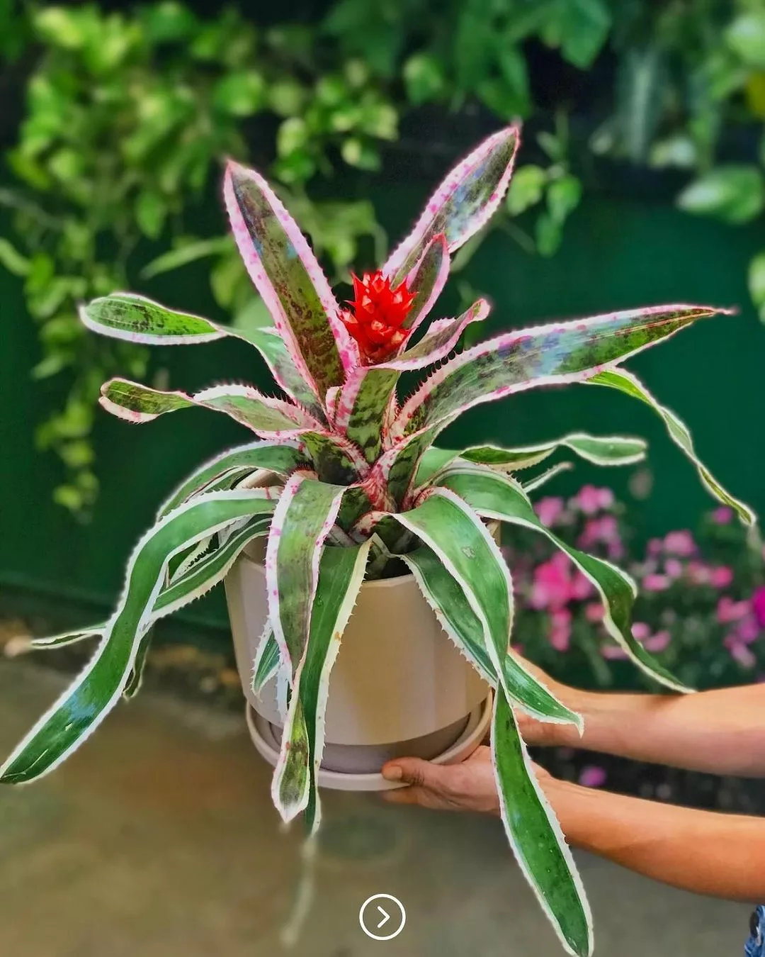 Bromelia