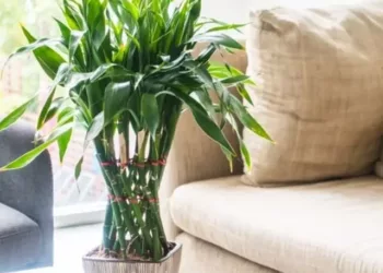 cropped-plantas-casa.webp