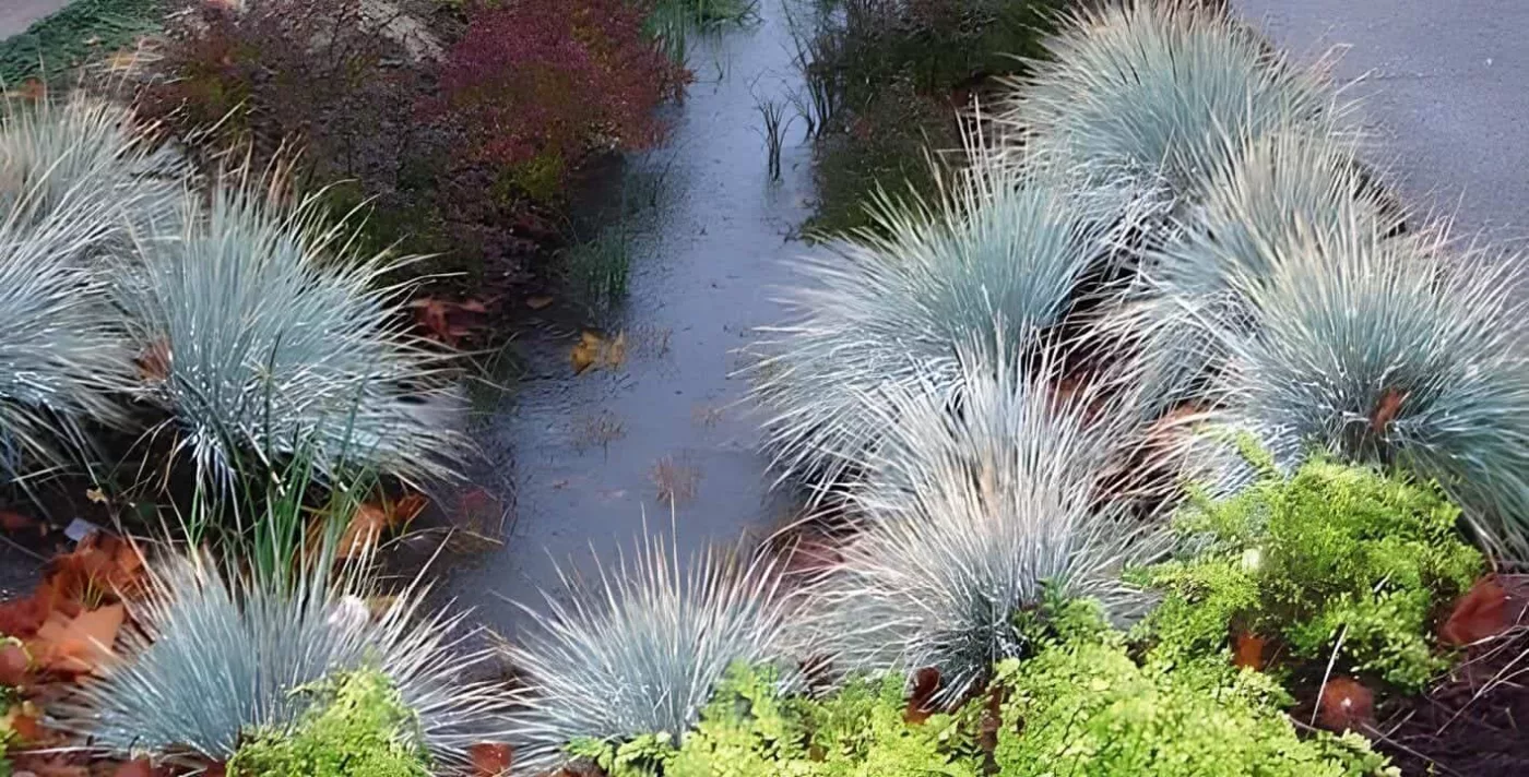 jardim de chuva