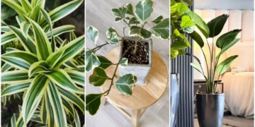 Plantas de interior: como usar folhagens para dar personalidade e conforto aos ambientes internos