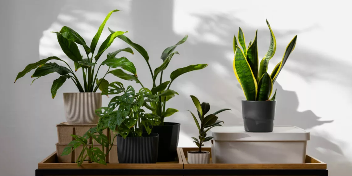 5 plantas que não precisam de sol para ter em casa.