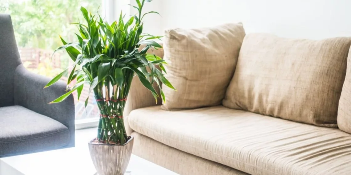 6 Plantas resistentes, perfeitas para Iniciantes: Cultive Sem Medo