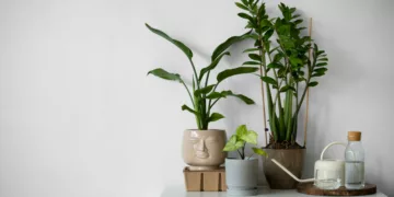 Você regou certo, deu luz certa e a planta murchou assim mesmo? O problema pode estar no ar parado
