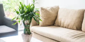O erro que mais mata planta de iniciante não é a falta de água, é o excesso dela