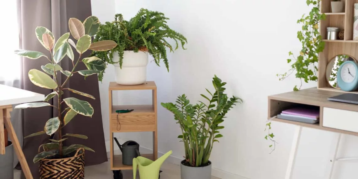 3 plantas que reduzem o acumulo de pó na sua casa