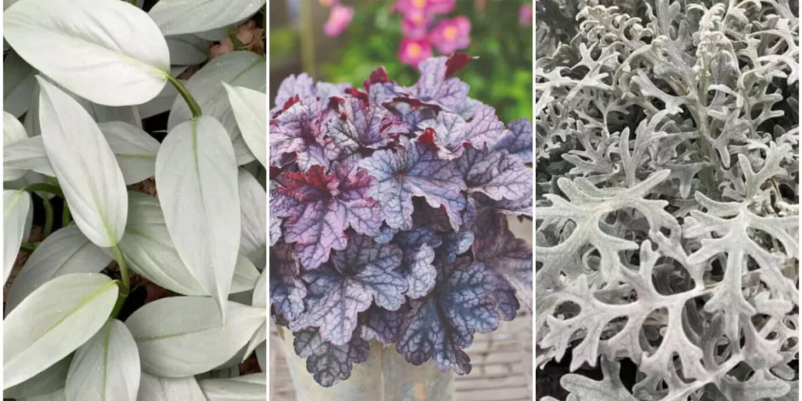 5 Plantas de Folhagens Prateadas para Transformar seu Jardim