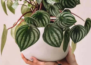 peperomia melancia