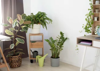 plantas sala