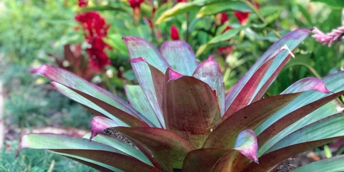 bromelia imperial