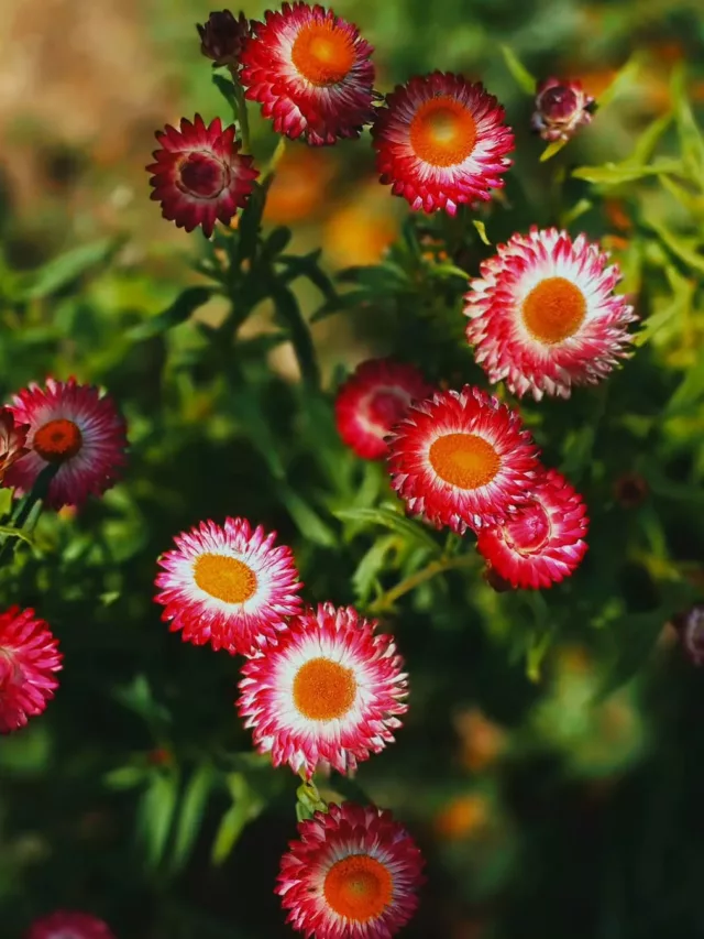A flor que dura e encanta por meses