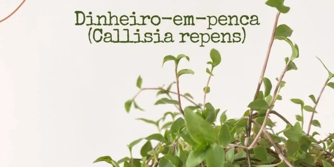 Dinheiro-em-penca: a planta encantadora que une beleza, significado e charme natural