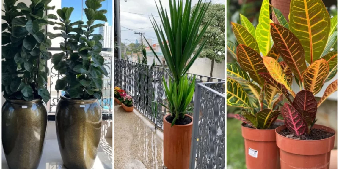 5 Plantas para Varandas Ensolaradas: Beleza e Vitalidade para o Seu Espaço