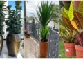 5 Plantas para Varandas Ensolaradas: Beleza e Vitalidade para o Seu Espaço