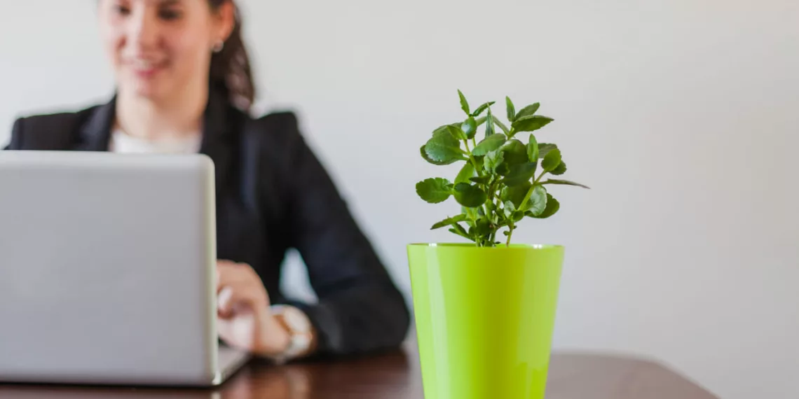 Plantas para escritório no Feng Shui: Harmonize seu ambiente de trabalho com energia natural