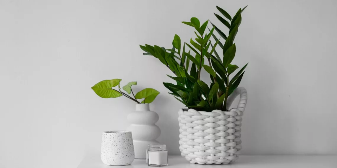 O que é bom para deixar a zamioculca bonita? Saiba o que recomendam especialistas.