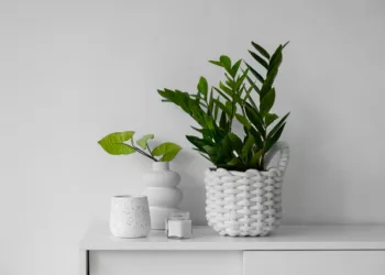 O que é bom para deixar a zamioculca bonita? Saiba o que recomendam especialistas.