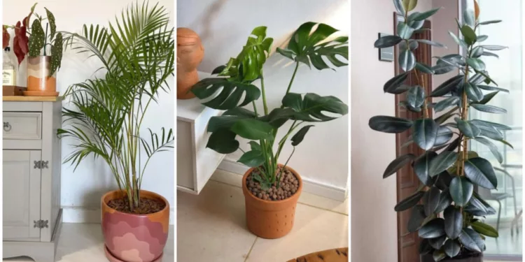 plantas grande sala