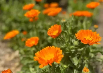cropped-calendula.webp